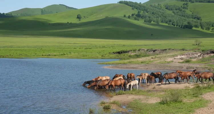 【遇见内蒙·北境穿越9日】赤峰+大青山+乌兰布统+公主湖+影视基地+甘丹驼城+勃隆克沙漠+玉龙沙湖+鄂温克驯鹿园+热阿线+黄岗梁+蒙古汗城+阿斯哈图石林+达达线+达理湖+避暑山庄+99号公路+大青山+金山岭长城+休闲纯玩9日游！