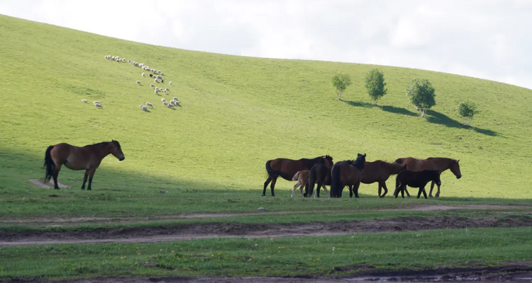 【遇见内蒙·北境穿越9日】赤峰+大青山+乌兰布统+公主湖+影视基地+甘丹驼城+勃隆克沙漠+玉龙沙湖+鄂温克驯鹿园+热阿线+黄岗梁+蒙古汗城+阿斯哈图石林+达达线+达理湖+避暑山庄+99号公路+大青山+金山岭长城+休闲纯玩9日游！