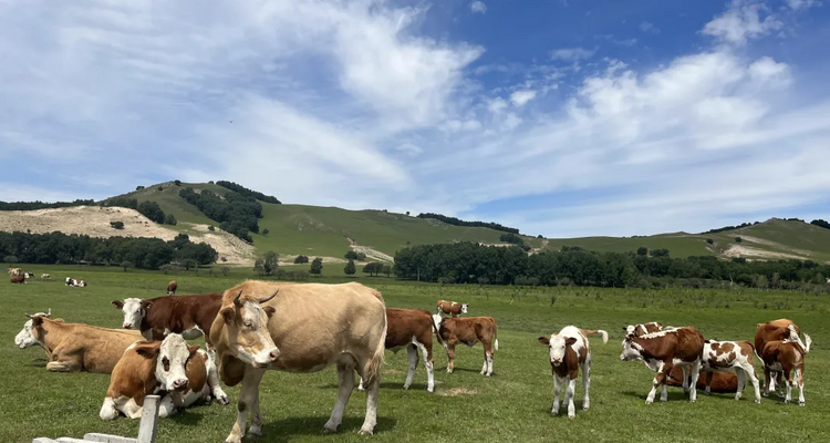 【遇见内蒙·北境穿越9日】赤峰+大青山+乌兰布统+公主湖+影视基地+甘丹驼城+勃隆克沙漠+玉龙沙湖+鄂温克驯鹿园+热阿线+黄岗梁+蒙古汗城+阿斯哈图石林+达达线+达理湖+避暑山庄+99号公路+大青山+金山岭长城+休闲纯玩9日游！