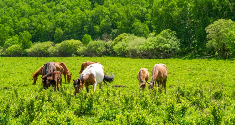 【行走草原Plus6日】赤峰+乌兰布统+大青山徒步+黄岗梁徒步+越野穿越热阿线达达线+花咕噜台+琪琪格湖+葫芦诺日+公主湖+白桦林+金山岭长城+28人精品徒步团