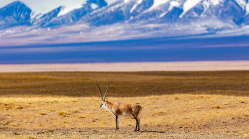 【遇见西北·可可西里秘境8日】西宁+生命树德令哈+大柴旦翡翠湖+察尔汗盐湖+茫崖翡翠湖+格尔木+青海湖+荒野公路+黑独山+艾肯泉+星之谷丹霞+可可西里+观藏羚羊+昆仑雪山-2-8人小包团/8人小团