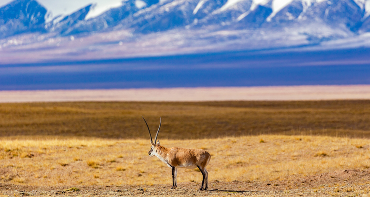 【遇见西北·可可西里秘境8日】西宁+生命树德令哈+大柴旦翡翠湖+察尔汗盐湖+茫崖翡翠湖+格尔木+青海湖+荒野公路+黑独山+艾肯泉+星之谷丹霞+可可西里+观藏羚羊+昆仑雪山-2-8人小包团/8人小团