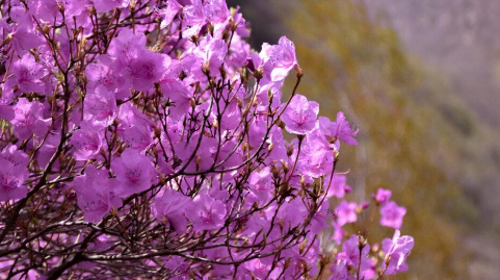 【北京一周一山·黄梁根杜鹃花】北京密云黄粱根映山红峡谷：探访隐秘杜鹃花海的迷人魅力~