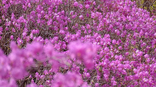 【北京一周一山·黄梁根杜鹃花】北京密云黄粱根映山红峡谷：探访隐秘杜鹃花海的迷人魅力~