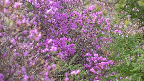 【北京一周一山·黄梁根杜鹃花】北京密云黄粱根映山红峡谷：探访隐秘杜鹃花海的迷人魅力~