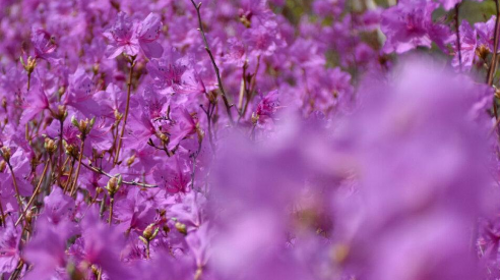 【北京一周一山·黄梁根杜鹃花】北京密云黄粱根映山红峡谷：探访隐秘杜鹃花海的迷人魅力~
