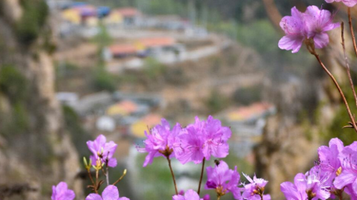 【北京一周一山·黄梁根杜鹃花】北京密云黄粱根映山红峡谷：探访隐秘杜鹃花海的迷人魅力~
