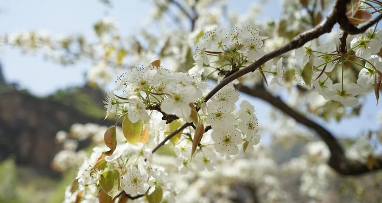 【北京一周一山·大滩梨花梯田】探寻大山深处世外桃源+春日赏花摄影