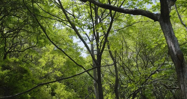 【北京一周一山·大黑山】早鸟优惠来袭丨浓荫蔽日夏初长，古寺清风伴林泉丨盛夏绿野寻幽，林荫溪畔避暑