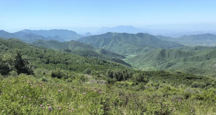 【北京一周一山·大黑峰】早鸟优惠来袭丨大黑峰：塞外第一峰的绿色浪漫 | 不用去远方，北京周边就有“小海坨”，漫步高山草甸，闯入宫崎骏的夏日画卷~