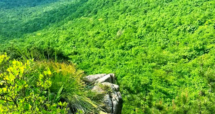 【北京一周一山·九道梁】京郊阿勒泰  | 穿行苍茫山脊 尽览山河壮美 | 云雾抚地游走，野花漫山绽放 | 九道梁亚高山草甸，邂逅云端花海
