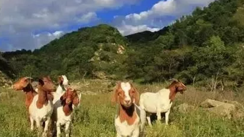【北京一周一山·易县摩天岭】早鸟优惠来袭丨云端漫步人间仙境易县摩天岭丨风吹云动群山起伏，在云雾缭绕中遇见山野的纯净~