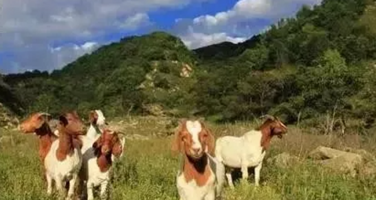 【北京一周一山·易县摩天岭】早鸟优惠来袭丨云端漫步人间仙境易县摩天岭丨风吹云动群山起伏，在云雾缭绕中遇见山野的纯净~