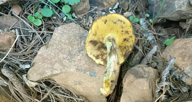 【北京一周一山·易县摩天岭】早鸟优惠来袭丨云端漫步人间仙境易县摩天岭丨风吹云动群山起伏，在云雾缭绕中遇见山野的纯净~