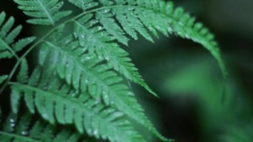 【北京一周一山·神木峡谷】避暑寻幽探胜，在遮天蔽日的绿意中，邂逅暮光之城般的森林，于潺潺溪水中感受山野清凉~