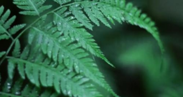 【北京一周一山·神木峡谷】避暑寻幽探胜，在遮天蔽日的绿意中，邂逅暮光之城般的森林，于潺潺溪水中感受山野清凉~