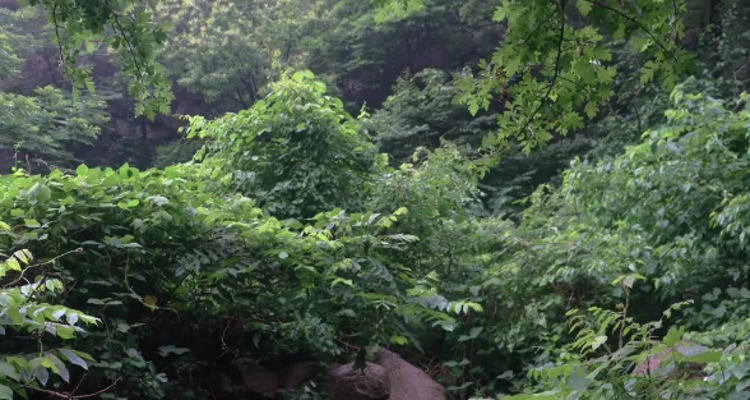 【北京一周一山·神木峡谷】避暑寻幽探胜，在遮天蔽日的绿意中，邂逅暮光之城般的森林，于潺潺溪水中感受山野清凉~