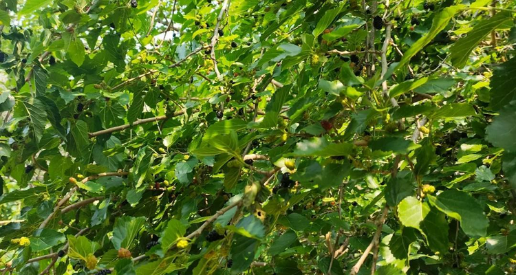 【北京一周一山·神木峡谷】避暑寻幽探胜，在遮天蔽日的绿意中，邂逅暮光之城般的森林，于潺潺溪水中感受山野清凉~