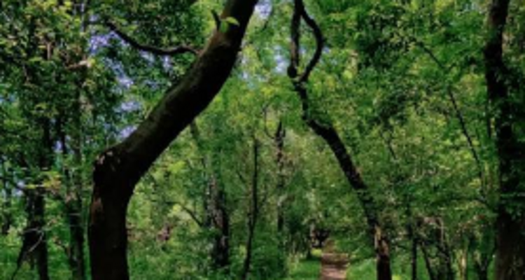 【北京一周一山·神木峡谷】避暑寻幽探胜，在遮天蔽日的绿意中，邂逅暮光之城般的森林，于潺潺溪水中感受山野清凉~