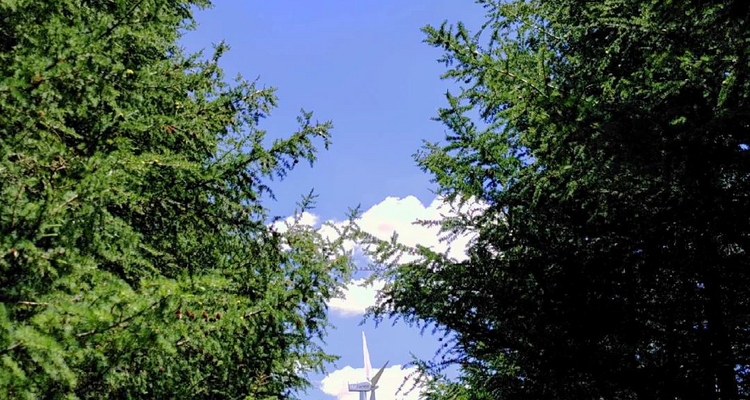 【北京一周一山·桦皮岭】被问爆的徒步路线：穿越林海与高山草甸，野花与白桦的浪漫，收集一整个夏天的绿意~
