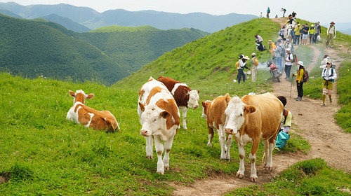 【北京一周一山·东甸子梁 】东甸子梁的夏日童话 | 打卡京西最美高山草甸，看风车、赏花海、避酷暑~