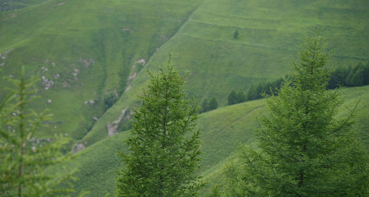 【北京一周一山·东甸子梁 】东甸子梁的夏日童话 | 打卡京西最美高山草甸，看风车、赏花海、避酷暑~