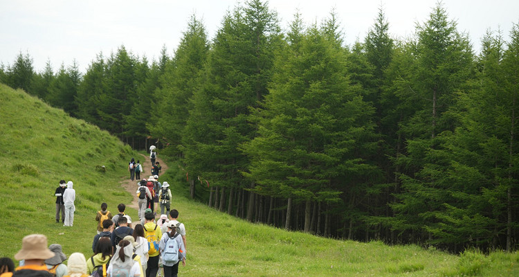 【北京一周一山·东甸子梁 】东甸子梁的夏日童话 | 打卡京西最美高山草甸，看风车、赏花海、避酷暑~