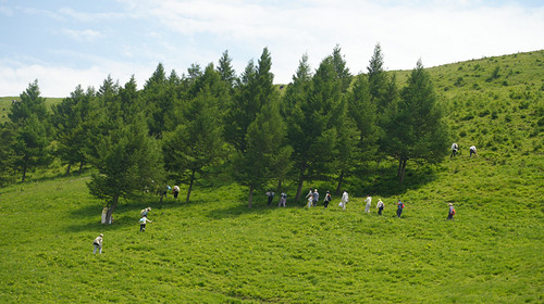 【北京一周一山·东甸子梁 】东甸子梁的夏日童话 | 打卡京西最美高山草甸，看风车、赏花海、避酷暑~