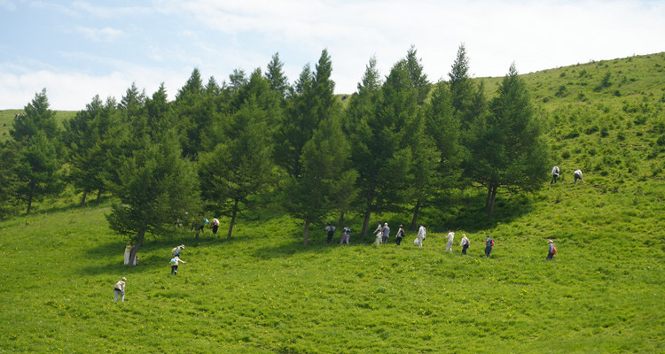 【北京一周一山·东甸子梁 】东甸子梁的夏日童话 | 打卡京西最美高山草甸，看风车、赏花海、避酷暑~