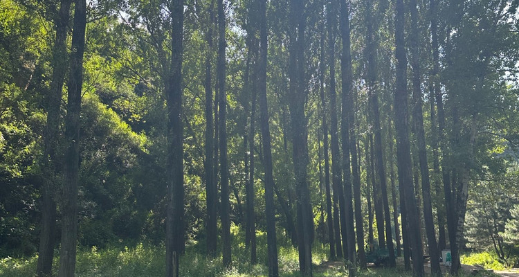 【北京一周一山·莲花滩 】早鸟优惠来袭丨童话森林里的漫步+奔向山谷秘境深处一线天+感受山野乐趣~