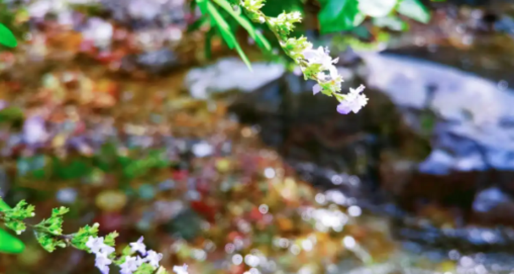 【北京一周一山·瓜草地】‌京西绿野仙踪：瓜草地轻徒步、赏瀑、踏水、探古道的完美夏日路线~