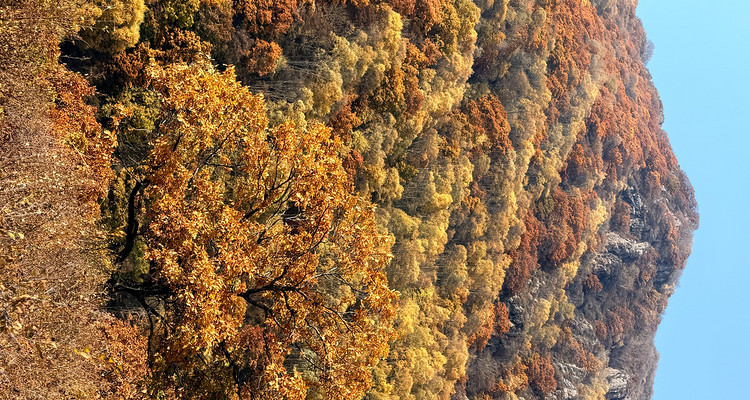 【北京一周一山·秋林铺】京西秋日限定 | 闯入秋林铺的童话森林，踩碎一地阳光