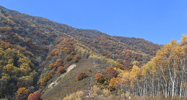 【北京一周一山·秋林铺】京西秋日限定 | 闯入秋林铺的童话森林，踩碎一地阳光