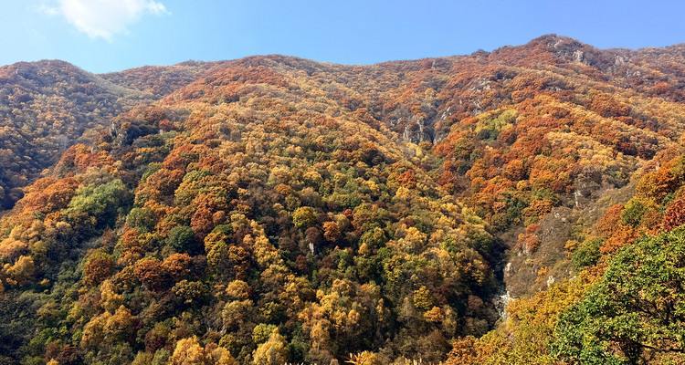 【北京一周一山·秋林铺】京西秋日限定 | 闯入秋林铺的童话森林，踩碎一地阳光