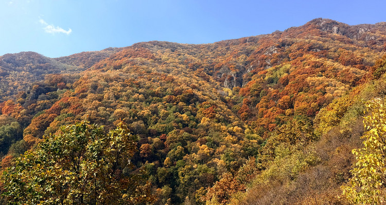 【北京一周一山·秋林铺】京西秋日限定 | 闯入秋林铺的童话森林，踩碎一地阳光