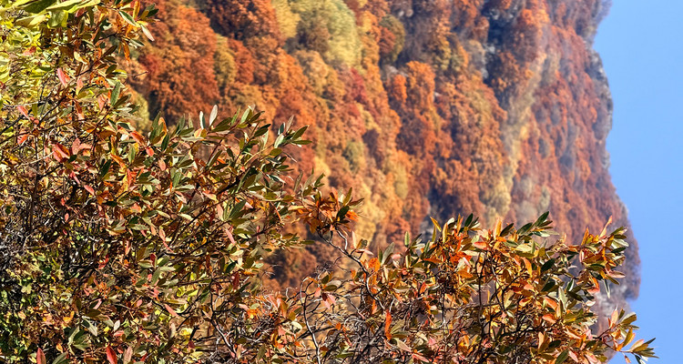 【北京一周一山·秋林铺】京西秋日限定 | 闯入秋林铺的童话森林，踩碎一地阳光