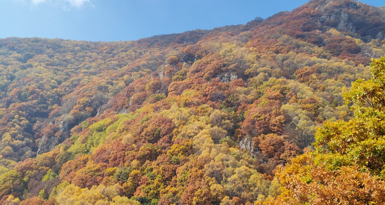 【北京一周一山·秋林铺】京西秋日限定 | 闯入秋林铺的童话森林，踩碎一地阳光