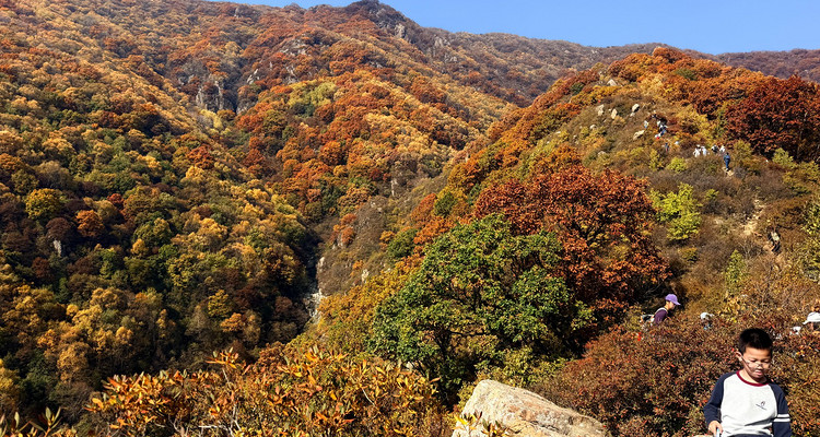 【北京一周一山·秋林铺】京西秋日限定 | 闯入秋林铺的童话森林，踩碎一地阳光