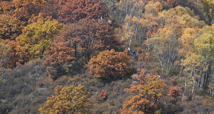 【北京一周一山·秋林铺】京西秋日限定 | 闯入秋林铺的童话森林，踩碎一地阳光
