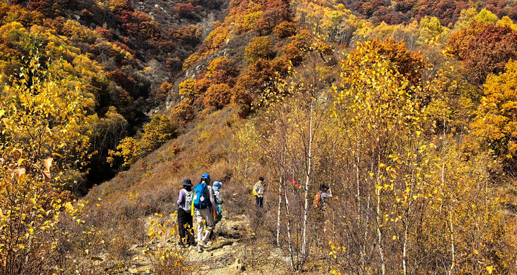 【北京一周一山·秋林铺】京西秋日限定 | 闯入秋林铺的童话森林，踩碎一地阳光