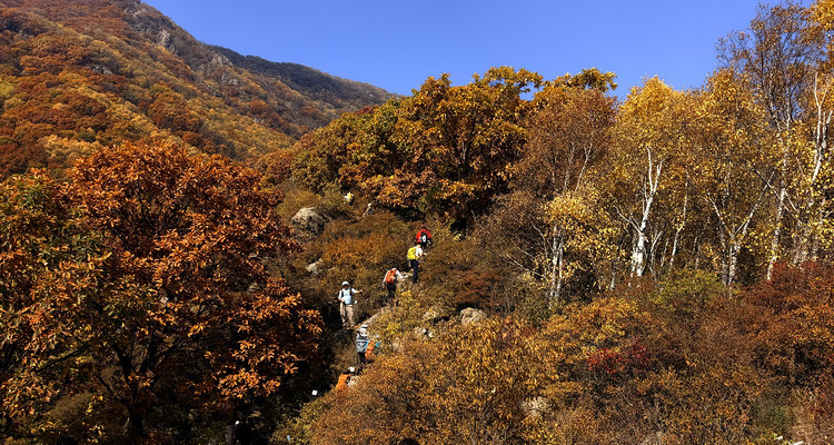 【北京一周一山·秋林铺】京西秋日限定 | 闯入秋林铺的童话森林，踩碎一地阳光