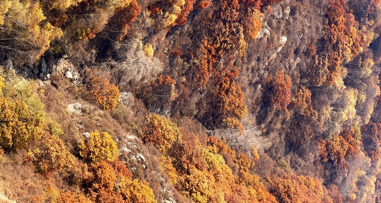 【北京一周一山·秋林铺】京西秋日限定 | 闯入秋林铺的童话森林，踩碎一地阳光