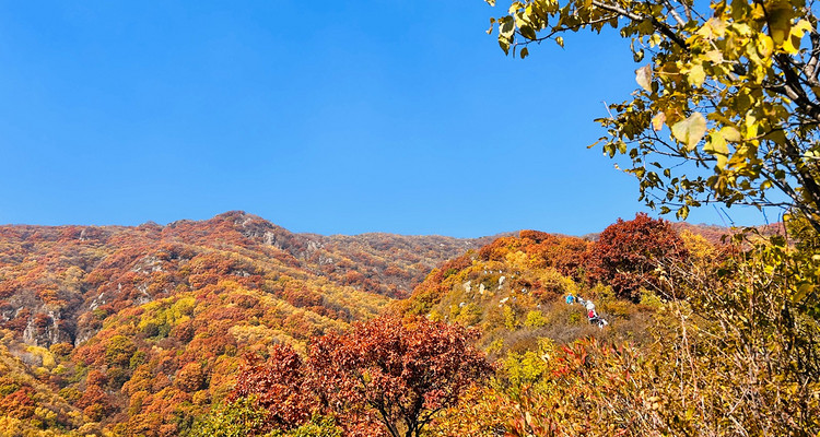 【北京一周一山·秋林铺】京西秋日限定 | 闯入秋林铺的童话森林，踩碎一地阳光