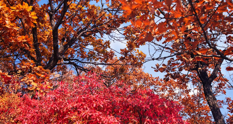 【北京一周一山·秋林铺】京西秋日限定 | 闯入秋林铺的童话森林，踩碎一地阳光