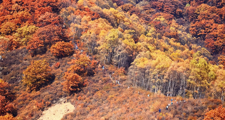 【北京一周一山·秋林铺】京西秋日限定 | 闯入秋林铺的童话森林，踩碎一地阳光