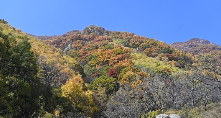 【北京一周一山·秋林铺】京西秋日限定 | 闯入秋林铺的童话森林，踩碎一地阳光