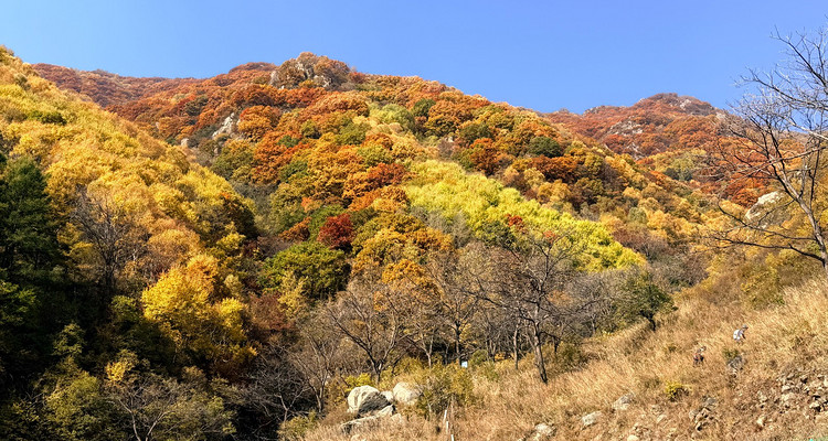 【北京一周一山·秋林铺】京西秋日限定 | 闯入秋林铺的童话森林，踩碎一地阳光
