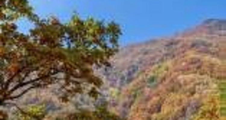 【北京一周一山·秋林铺】京西秋日限定 | 闯入秋林铺的童话森林，踩碎一地阳光