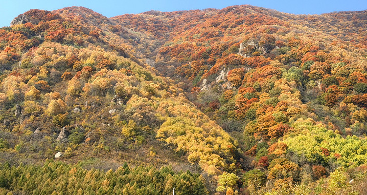 【北京一周一山·秋林铺】京西秋日限定 | 闯入秋林铺的童话森林，踩碎一地阳光