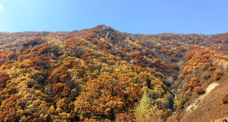 【北京一周一山·秋林铺】京西秋日限定 | 闯入秋林铺的童话森林，踩碎一地阳光